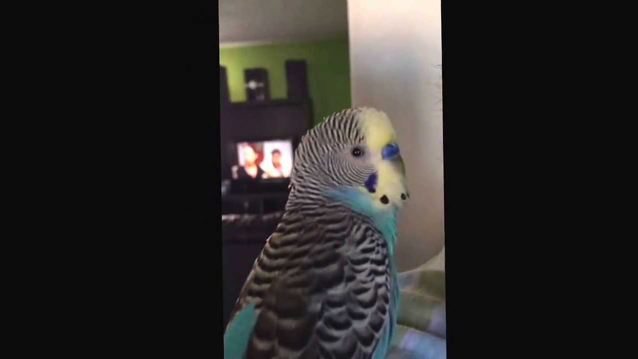 Periquito australiano Hablando!