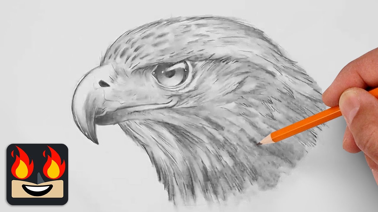 Как нарисовать ястреба | Пошаговый урок по рисованию эскиза