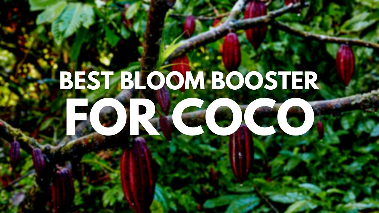 Best Bloom Booster for Coco | To Grow Your Plants