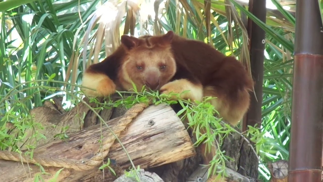 Nature In Canberra - Tree Kangaroo Eating @ National Zoo & Aquarium, 2025.