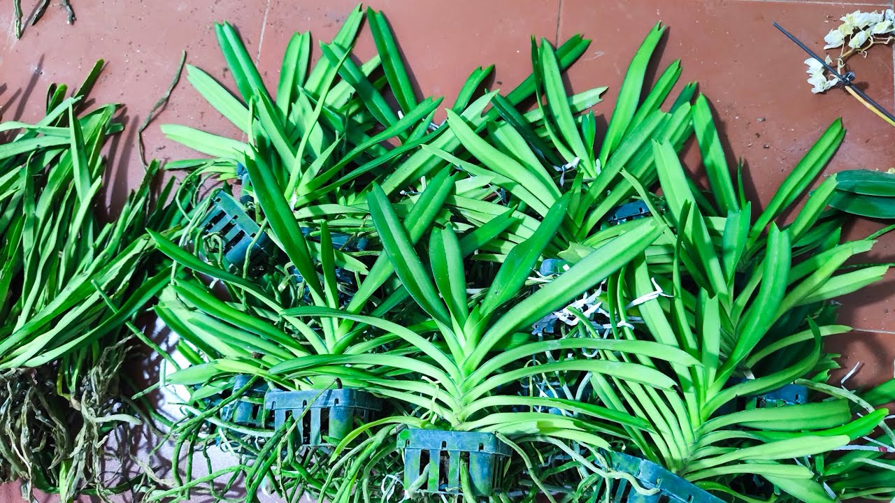 Lan rừng tối 10/4_si&ecirc;u nhiều tam bảo, quế vip,chồn,s&oacute;c,g&agrave;,sơn thủy ti&ecirc;n.. 0392598516