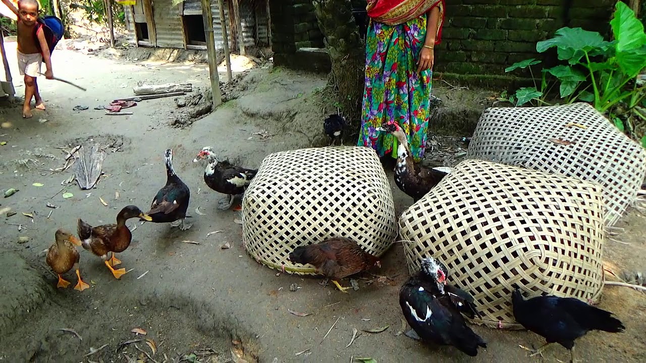 সাক্ষাৎকার, চিনা হাঁস পালন করে লক্ষ টাকা আয় করেন একজন মহিলা।