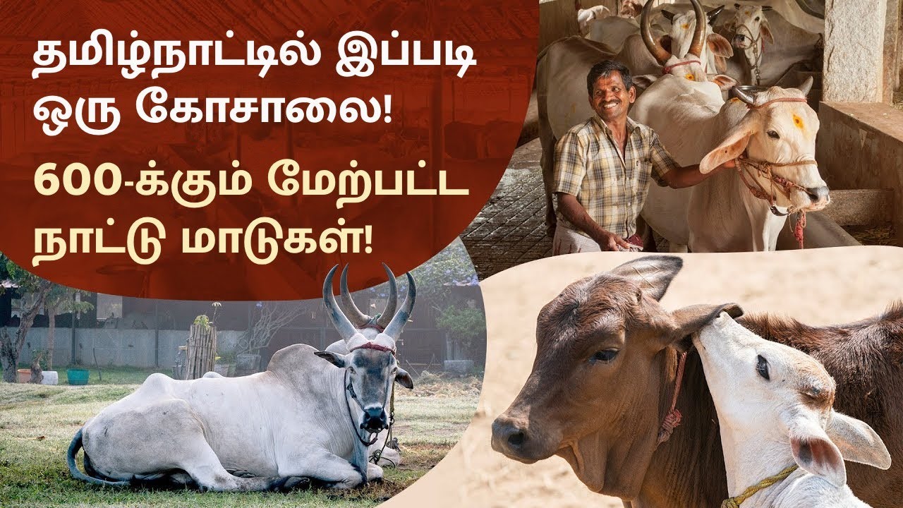 தமிழ்நாட்டில் இப்படி ஒரு கோசாலை! 600-க்கும் மேற்பட்ட நாட்டு மாடுகள்! | Isha Gaushala