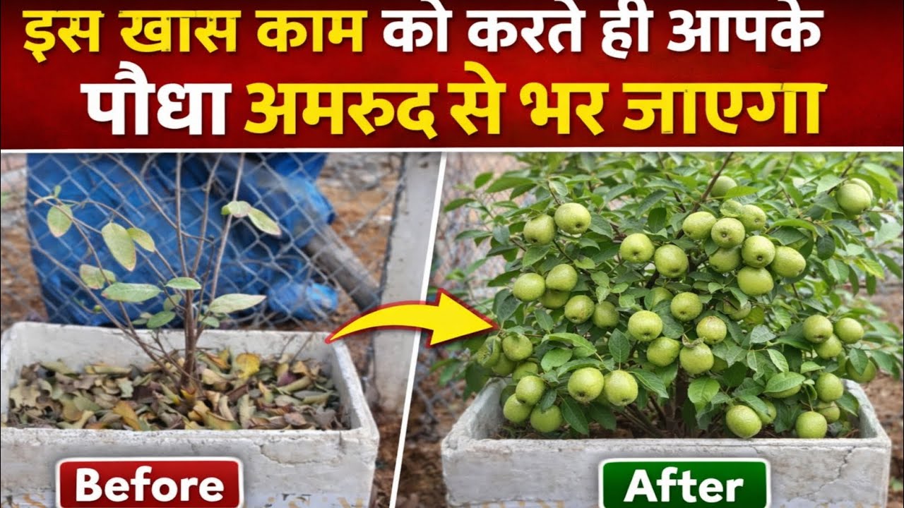 इस काम को करते ही अमरूद का पौधा अमरूदों से भर जाएगा