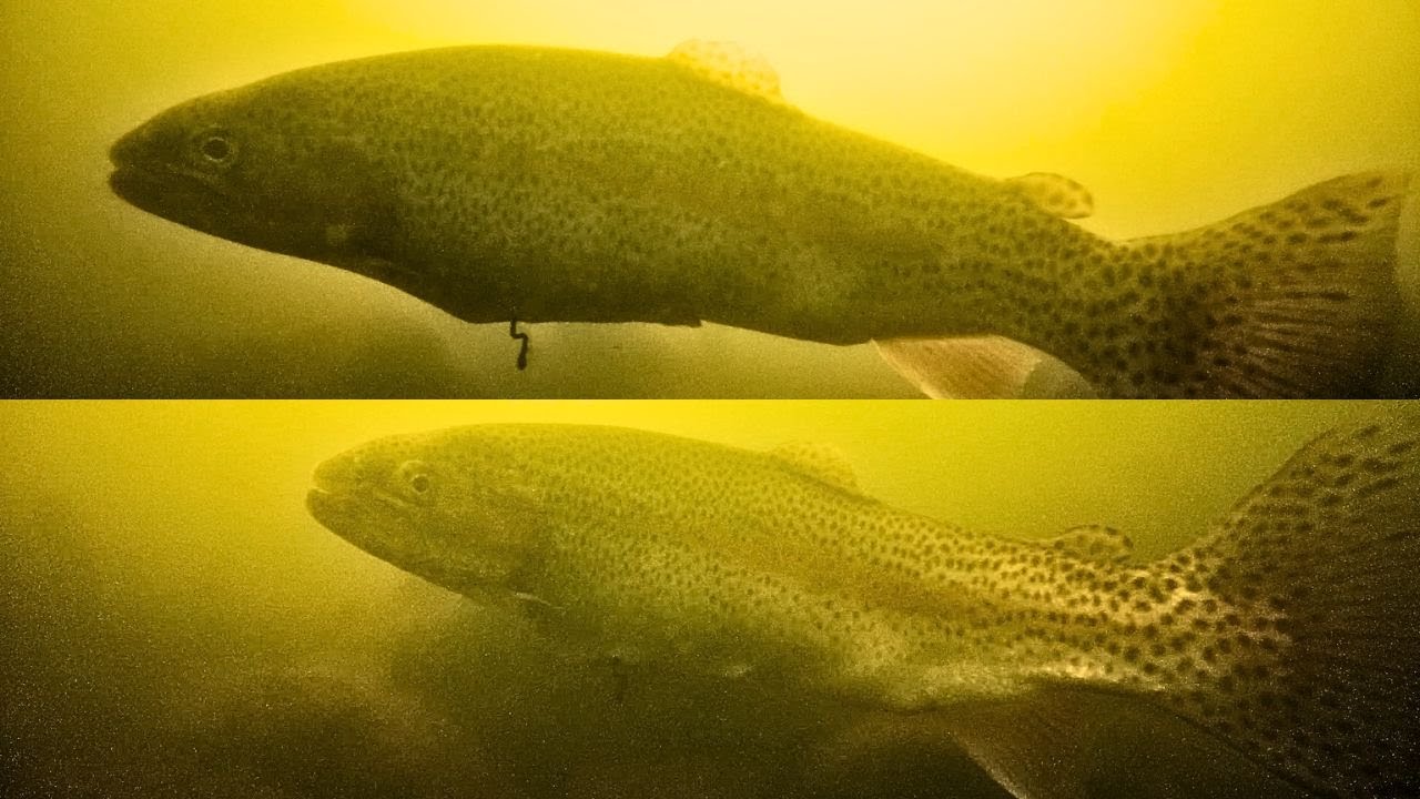 Rainbow and Cutthroat Trout Surround my Go Pro! (UNDER THE SURFACE)
