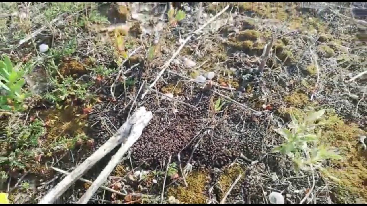 Life Redune_Dune semifisse a vegetazione erbacea