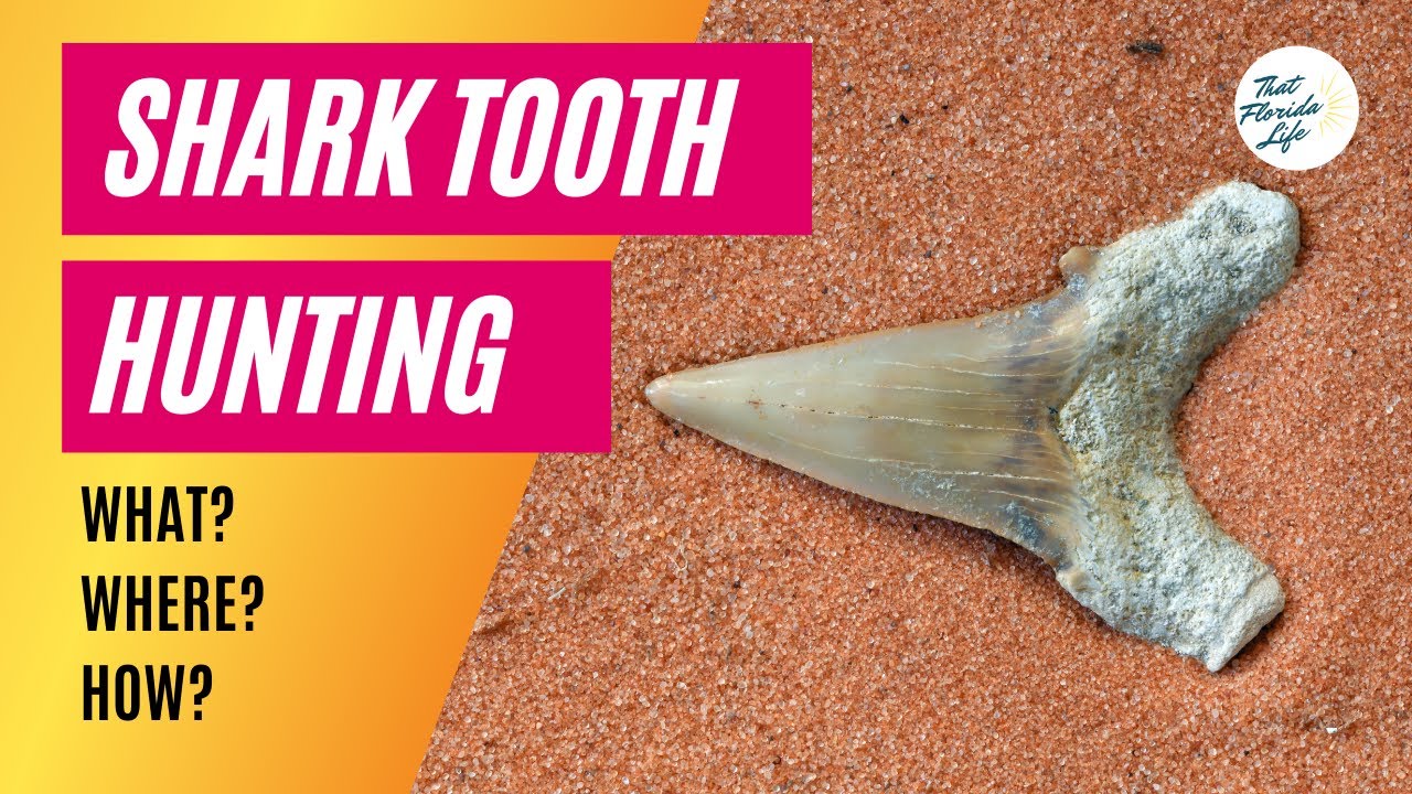 Shark Tooth Hunting in Venice FL: What, Why, Where, Equipment and How-To