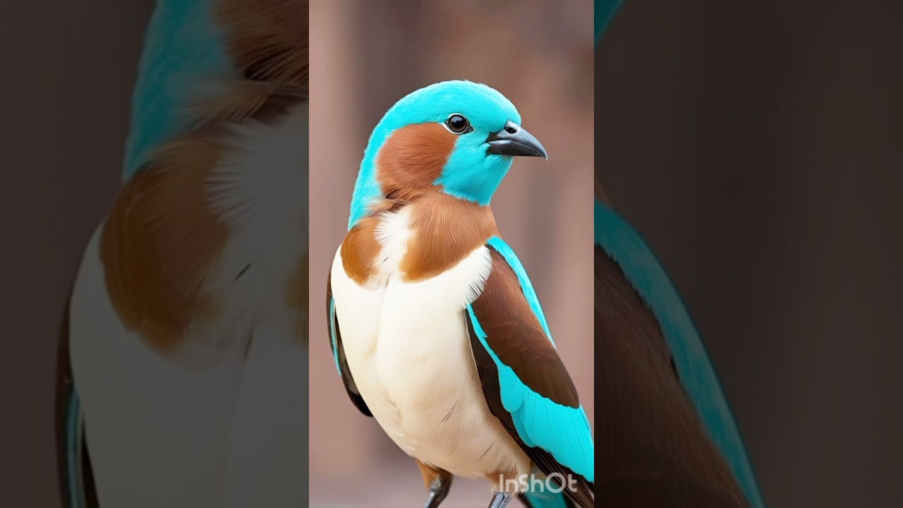 جمال الطيور الملونة 🐦 مين يشوف الإبداع ده ومايقولش سبحان الله؟ 🌈#طيور_ملونة   #سبحان_الله 