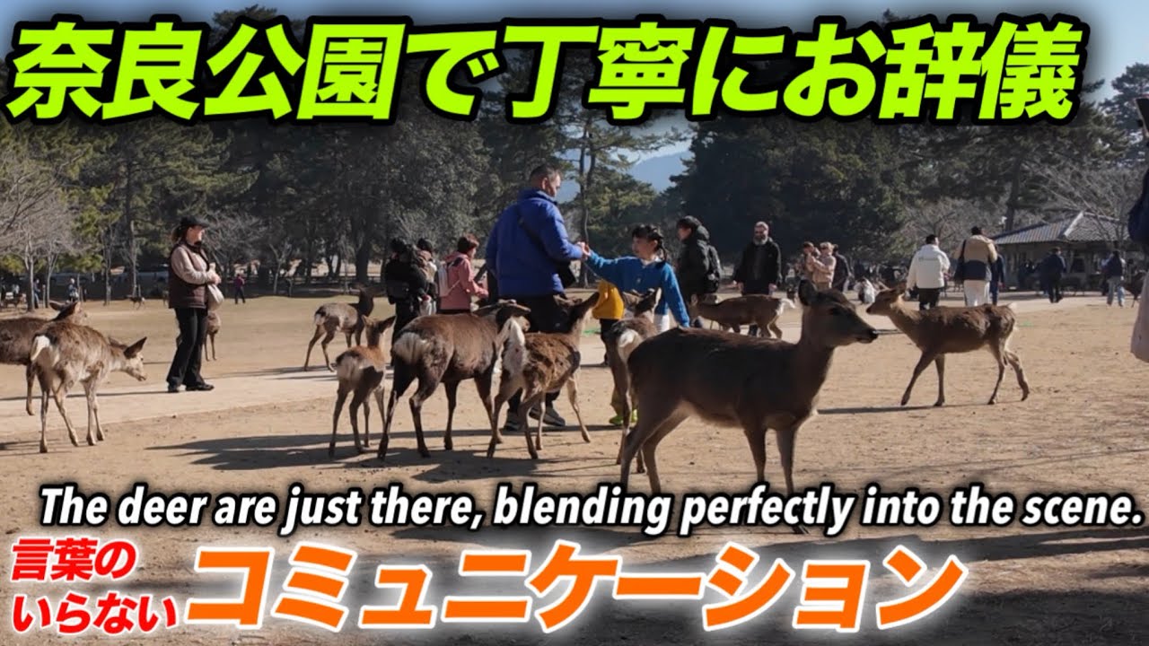 奈良公園で丁寧にお辞儀　言葉のいらないコミュニケーション
