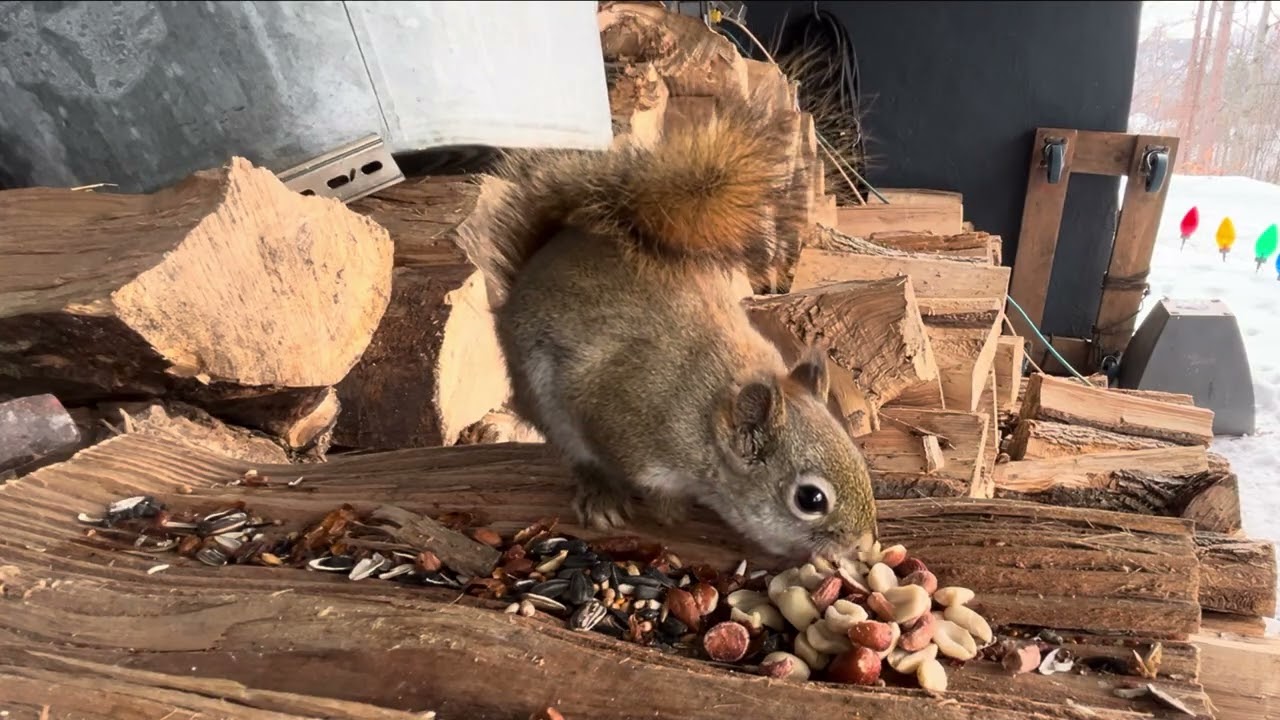 How to train your squirrel 🐿️ 🐉 