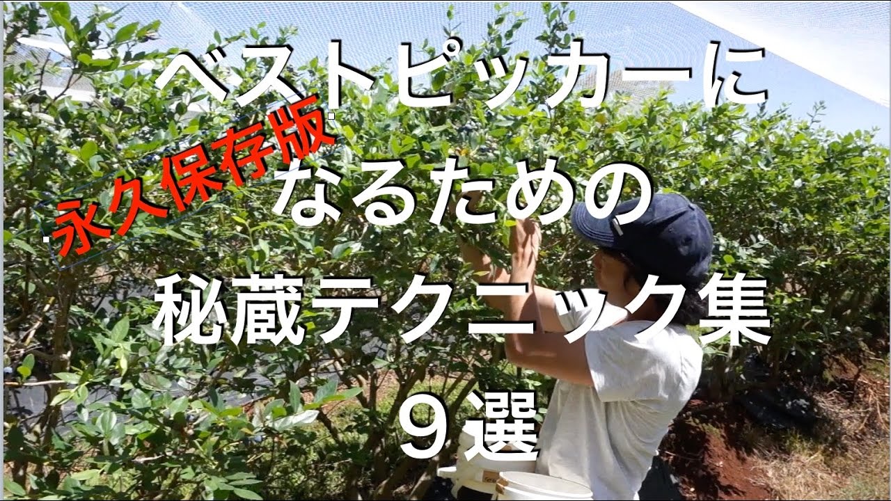 【永久保存版】ブルーベリーファームでベストピッカーになるための秘蔵テクニックを公開。