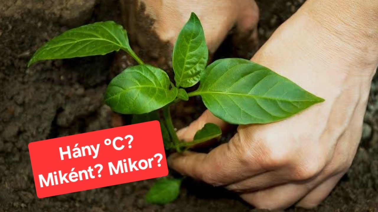Paprika kiültetése - hány fokon? miként? mikor?