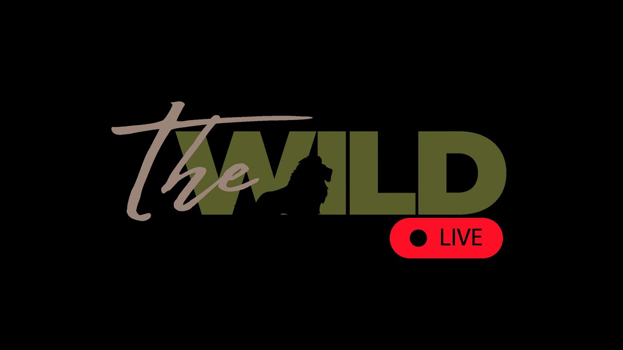 Nairobi National Park Live Morning Safari