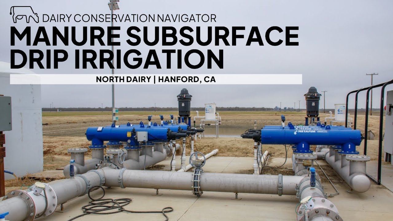 Saving Water with Sorghum and Drip Irrigation on a Dairy Farm