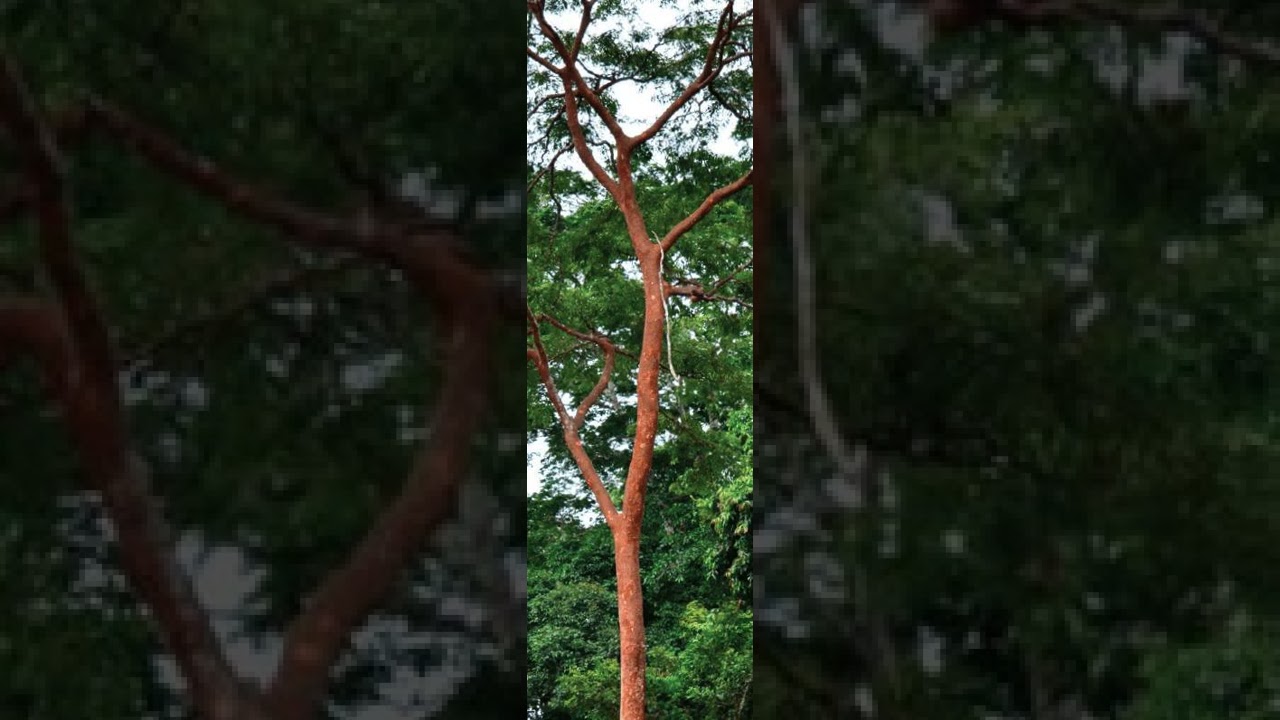 Boussiengui à OKOLASSI