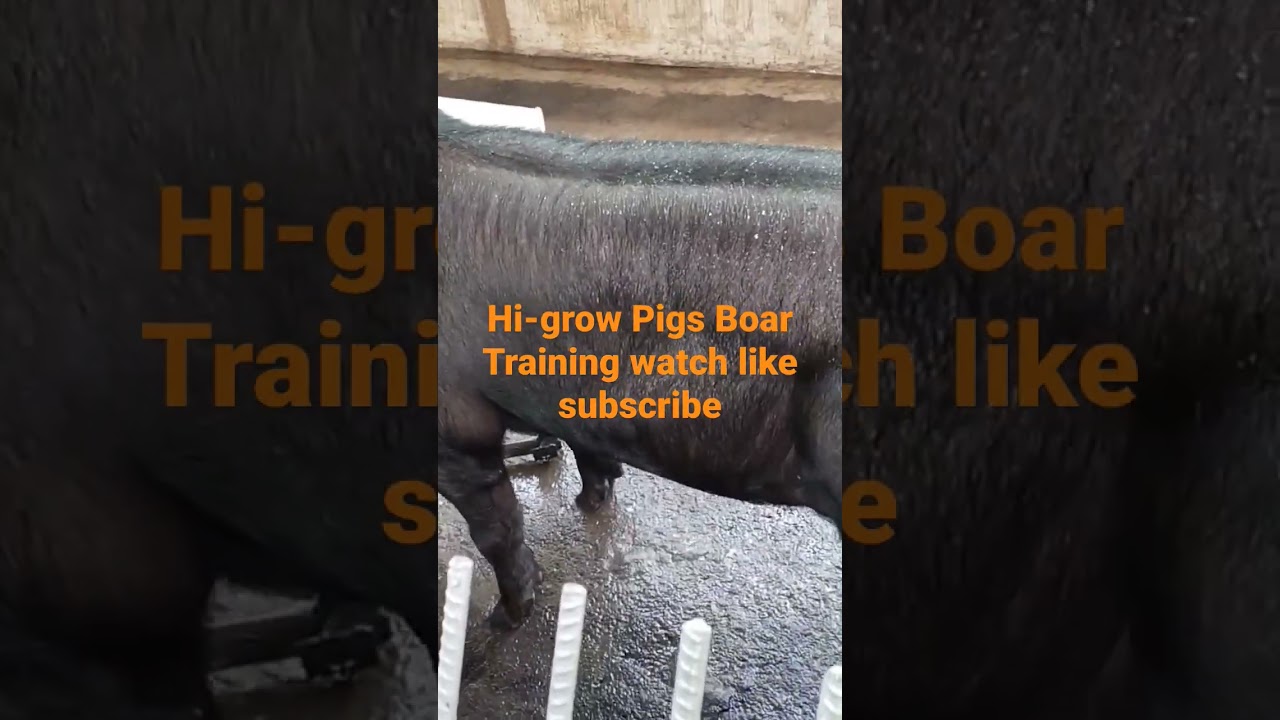 Pano mag train ng barakong pang A.I. watch full video sa aming Channel