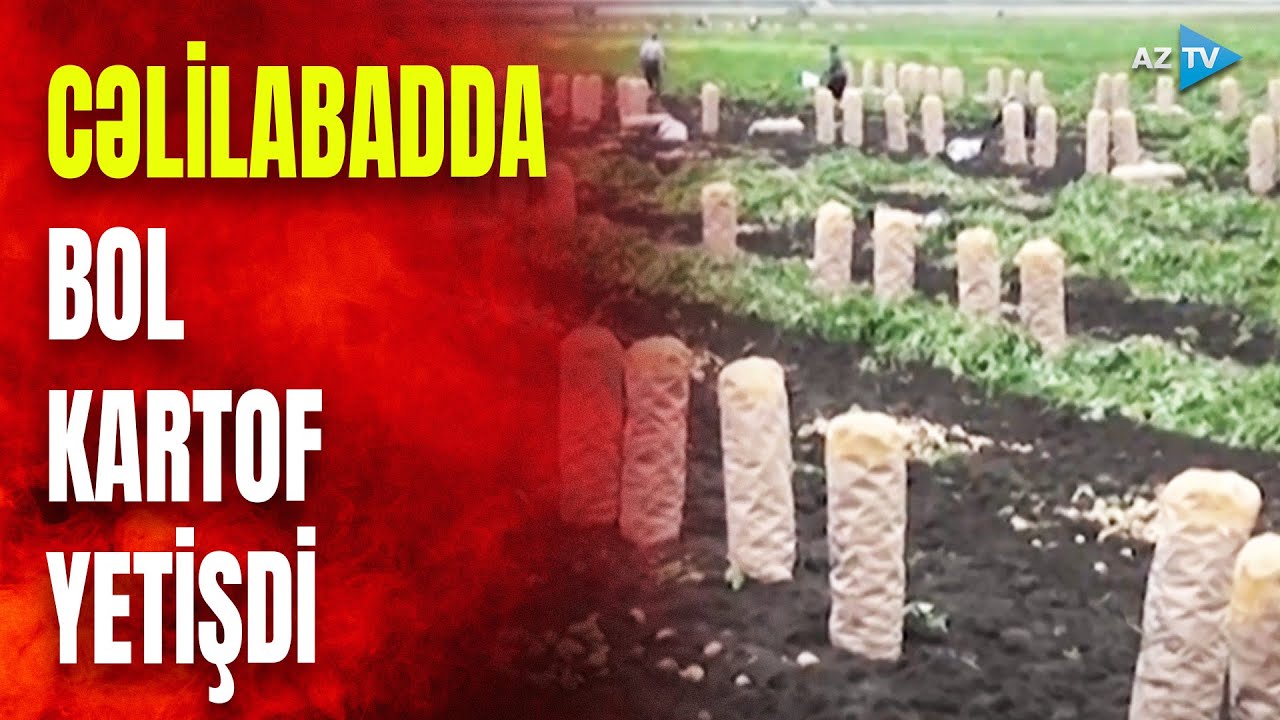 3 min hektar ərazidə bol kartof yetişdi: ixrac prosesi başladı