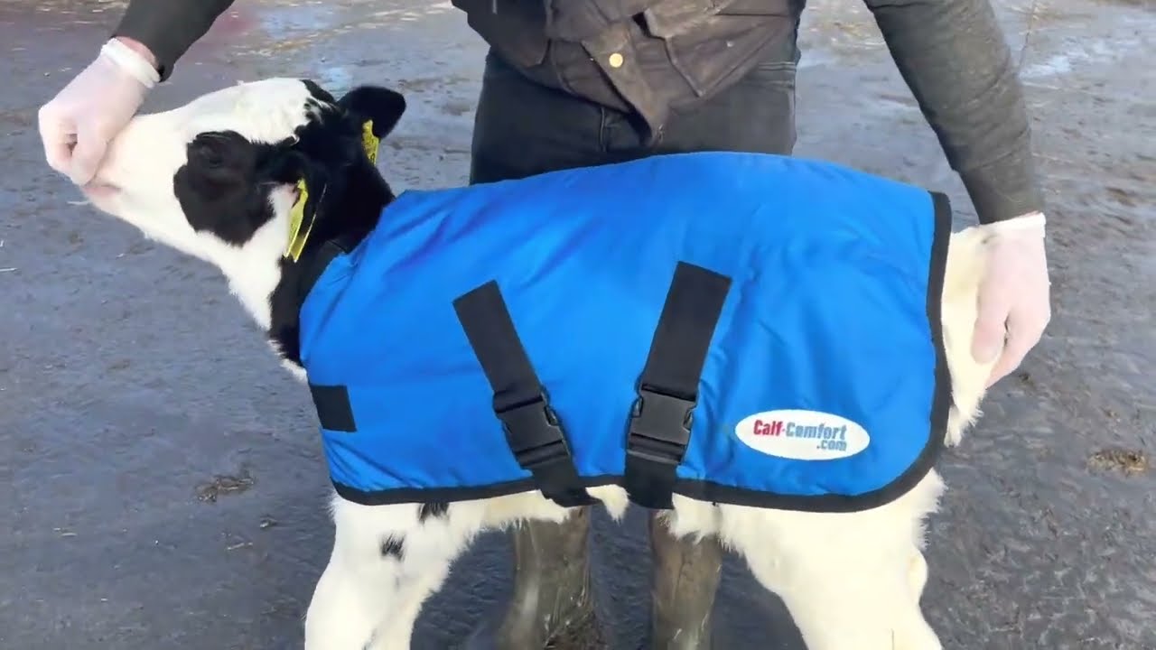 Calf Jackets From Calf-Comfort.com