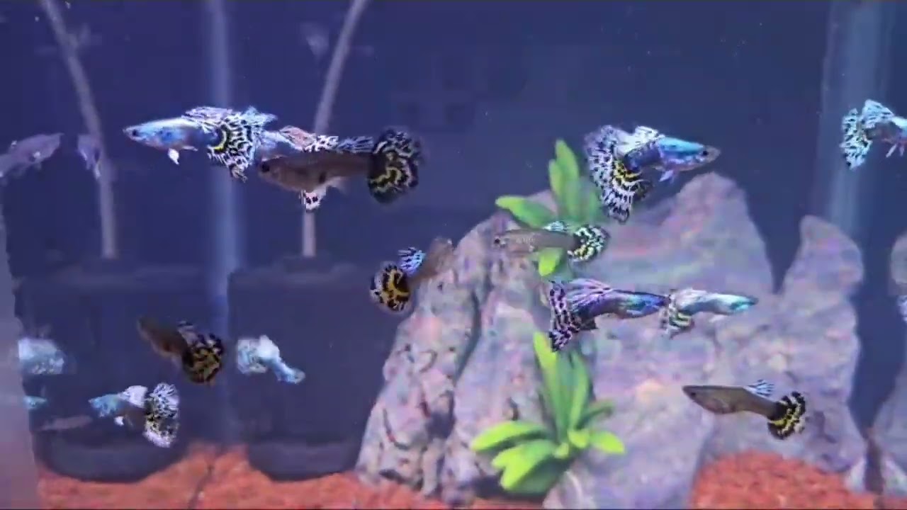 fishes  video 
