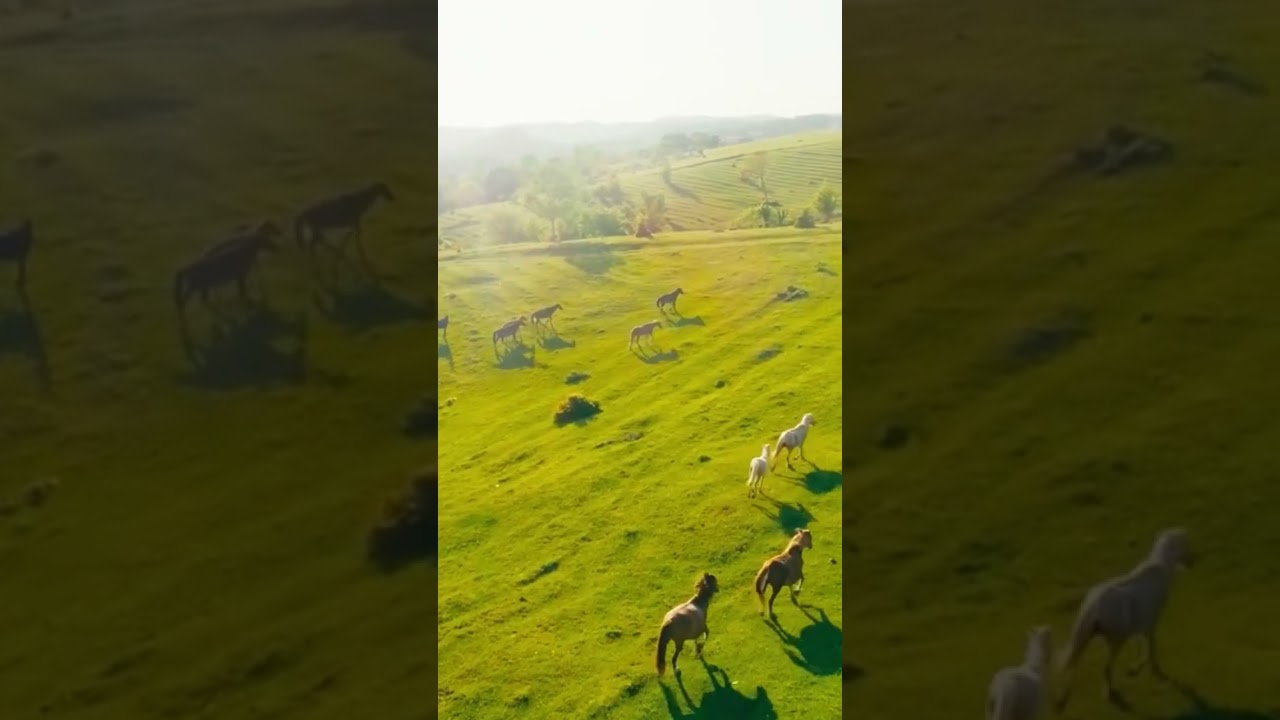 Running Wild: Horses in Harmony with Nature's Melodies #horses  #harmonymusic