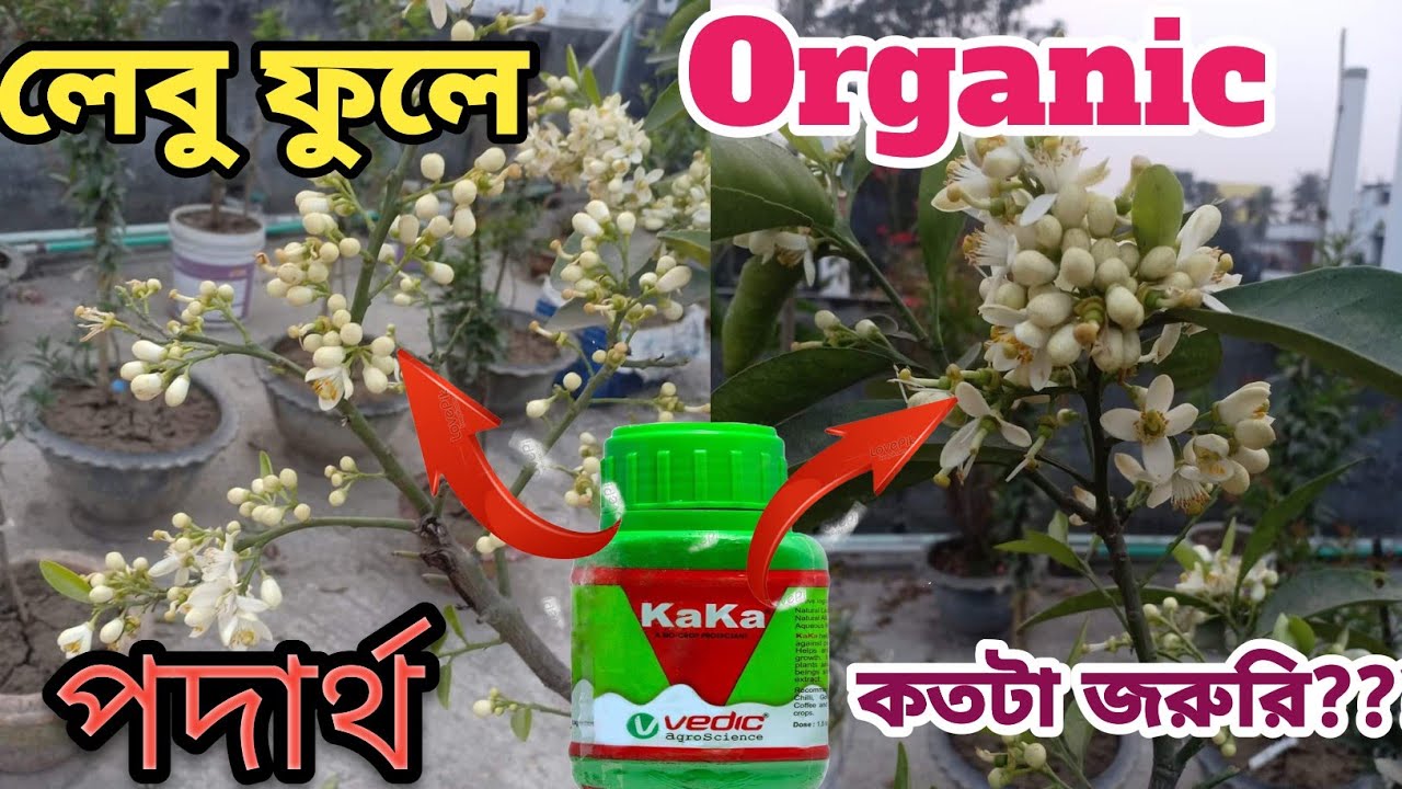 লেবু গাছের জন্য অর্গানিক fertilizer কতটা কার্যকারী?? ছাদ বাগানে অর্গানিক ফার্টিলাইজার ব্যবহার করুন.