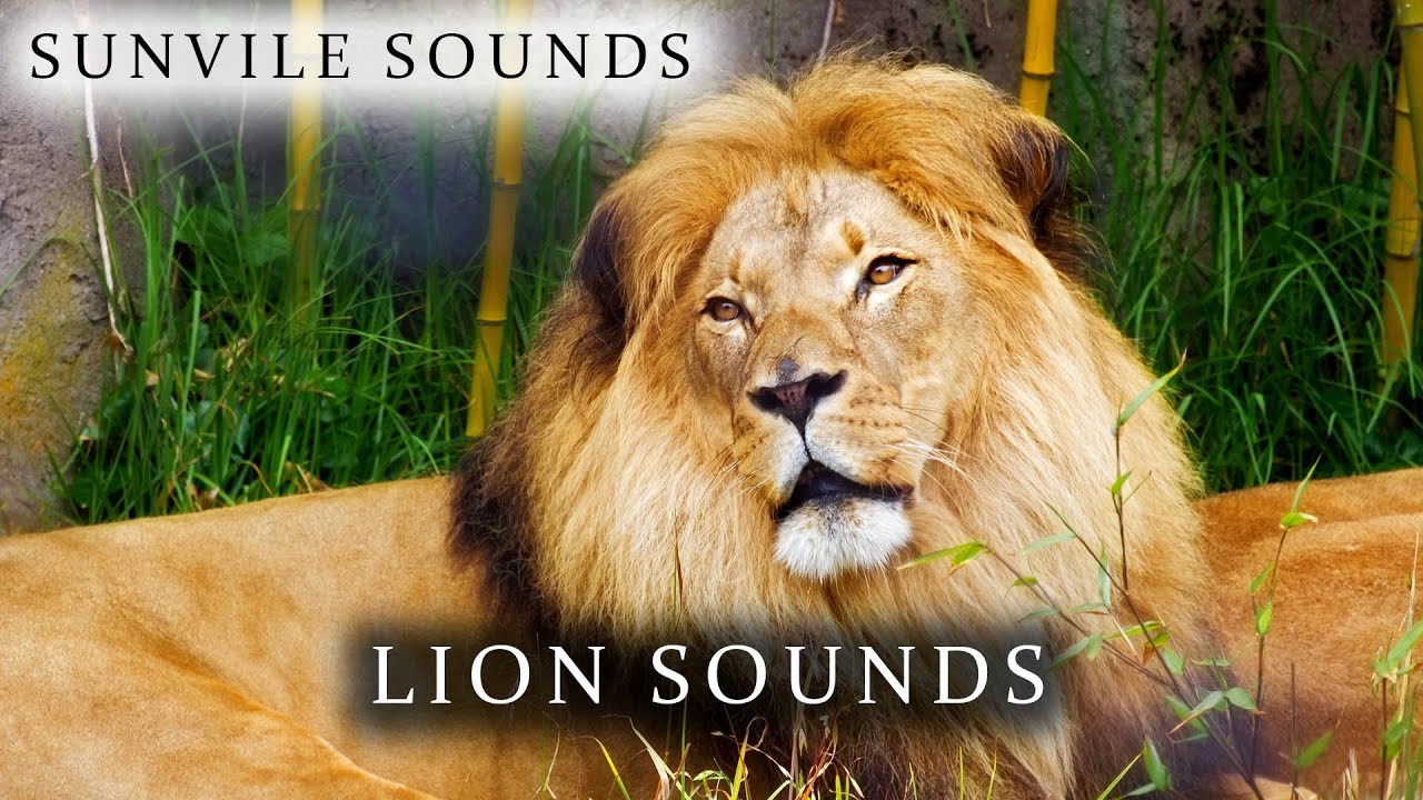 Lion Sounds | Animal Sounds with Peter Baeten