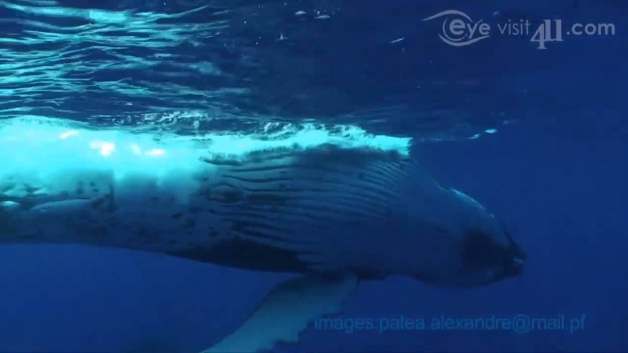 Moorea Dolphin and whales expedition – Moorea island activities