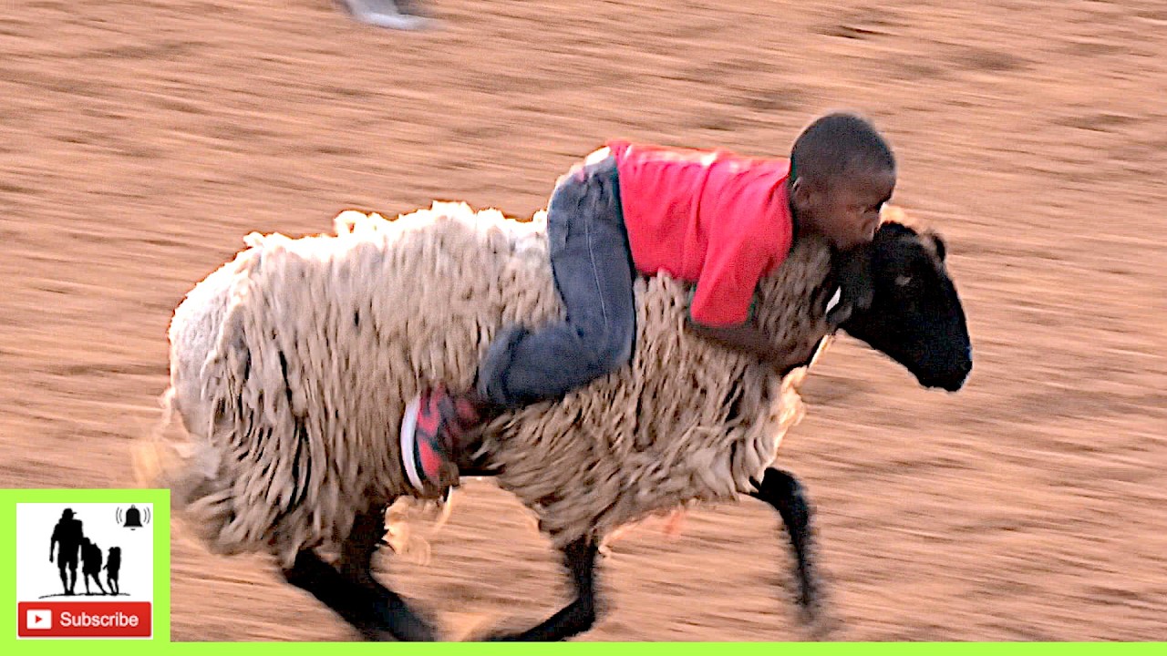Mutton Bustin' 🦙 69th Okmulgee Roy LeBlanc Invitational Rodeo 2024 | Saturday