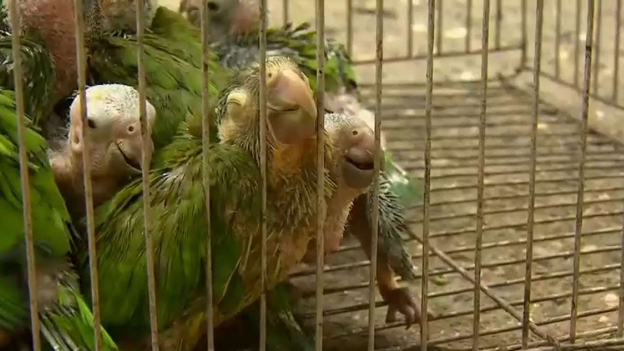 Operativo para frenar tráfico de animales deja estas imágenes desgarradoras