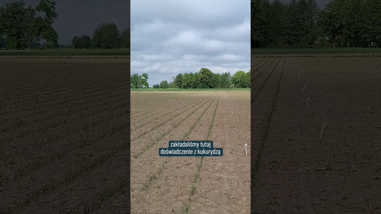 Kukurydza 16 dni od siewu 🌱🧐🌽 wschodząca kukurydza RAGT #rolnictwo #shorts #kukurydza