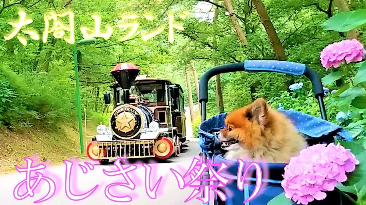 【太閤山ランド】あじさい祭り🌺　太閤山ランドの紫陽花は綺麗です🌺The hydrangeas of Taikoyama Land are beautiful 🌺