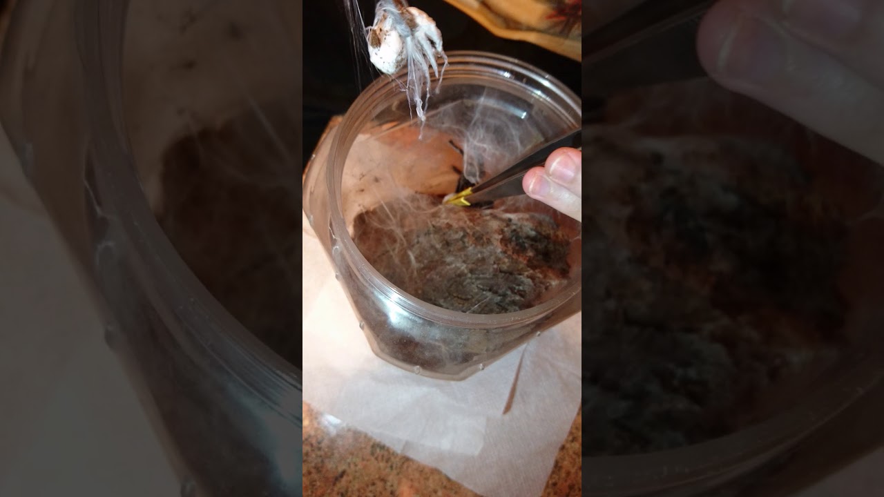 Pulling Tapinauchenius violaceus eggsac \ Отбор кокона