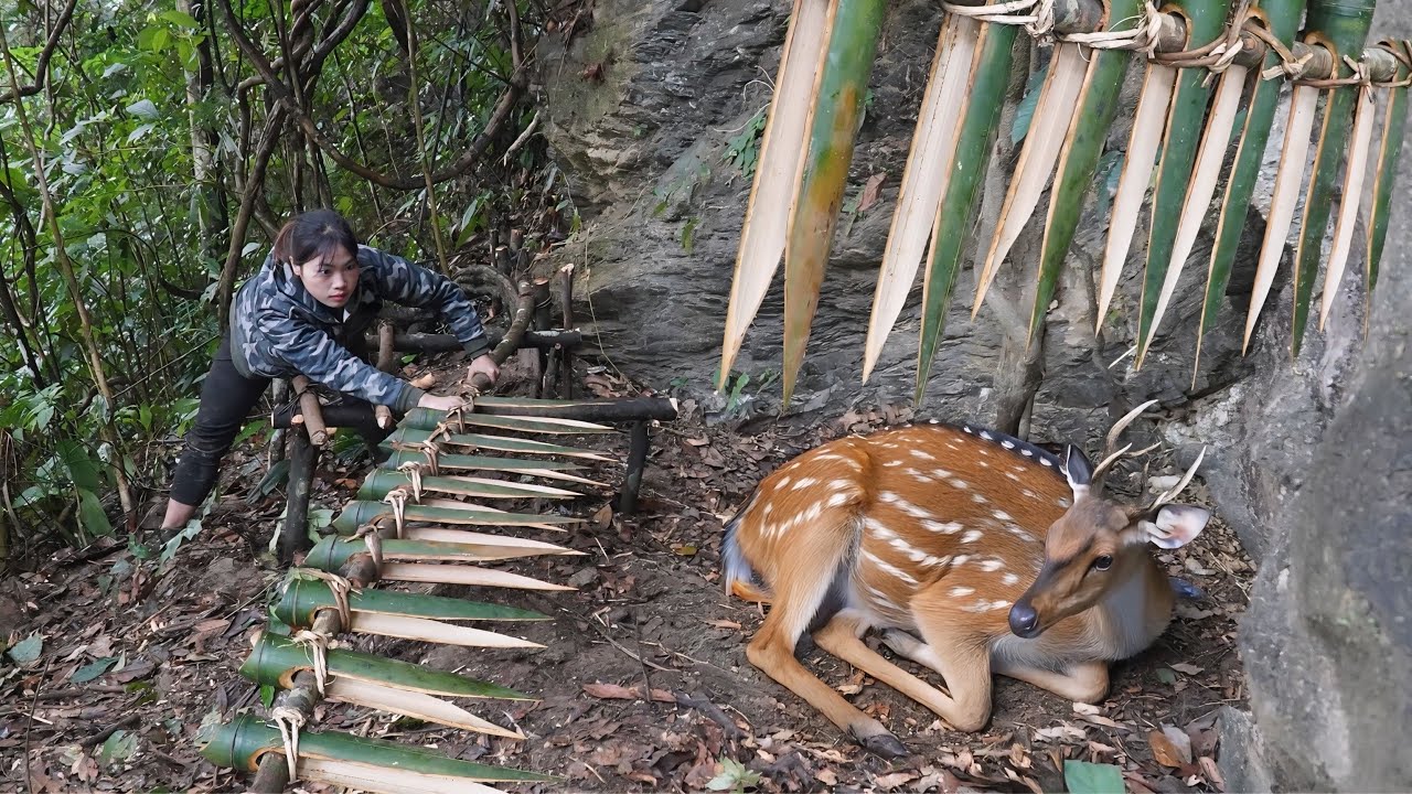 Tracking Wild Deer Footprints, Making a Deer Trap from Natural Materials. survival alone