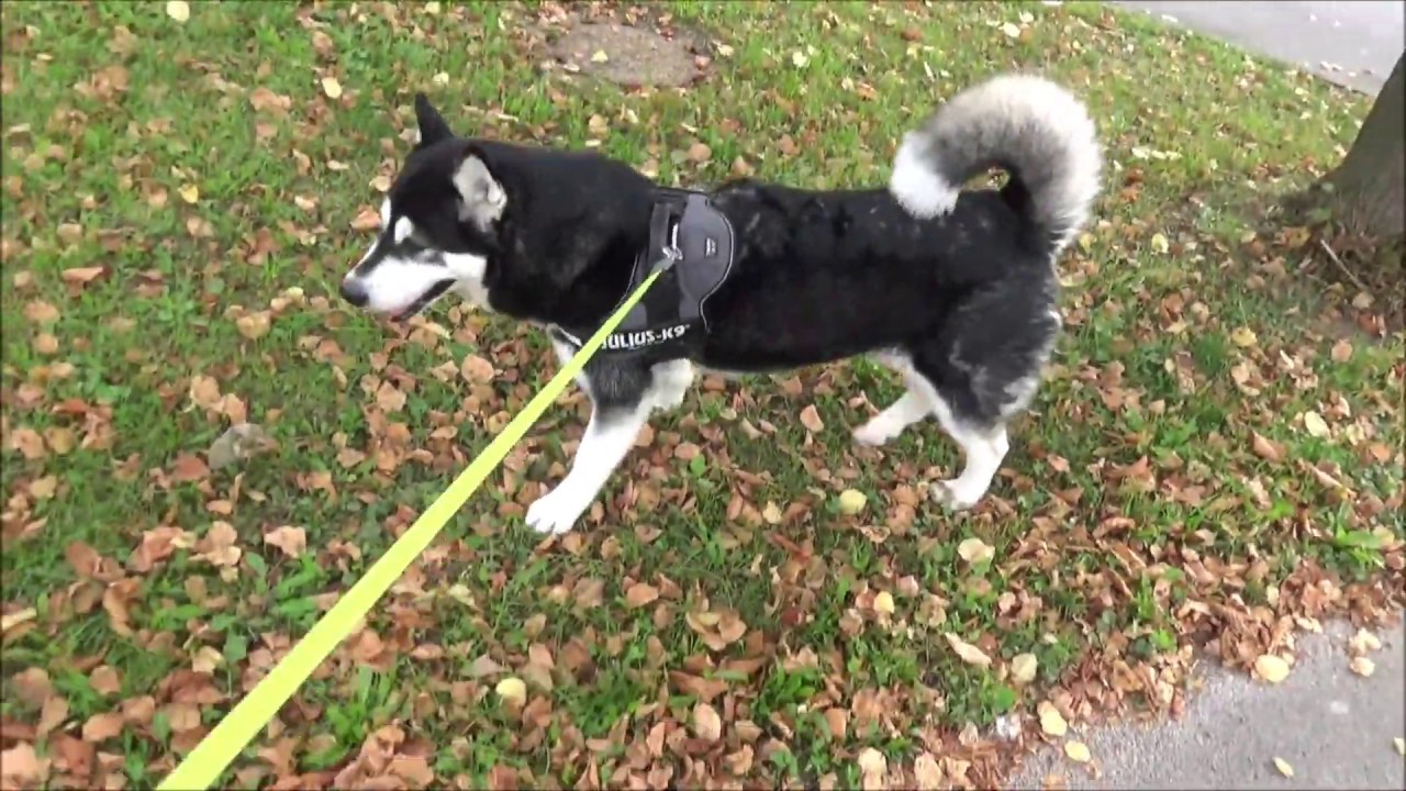 Long walk with Alaskan Malamute: Dravlje (3/17)