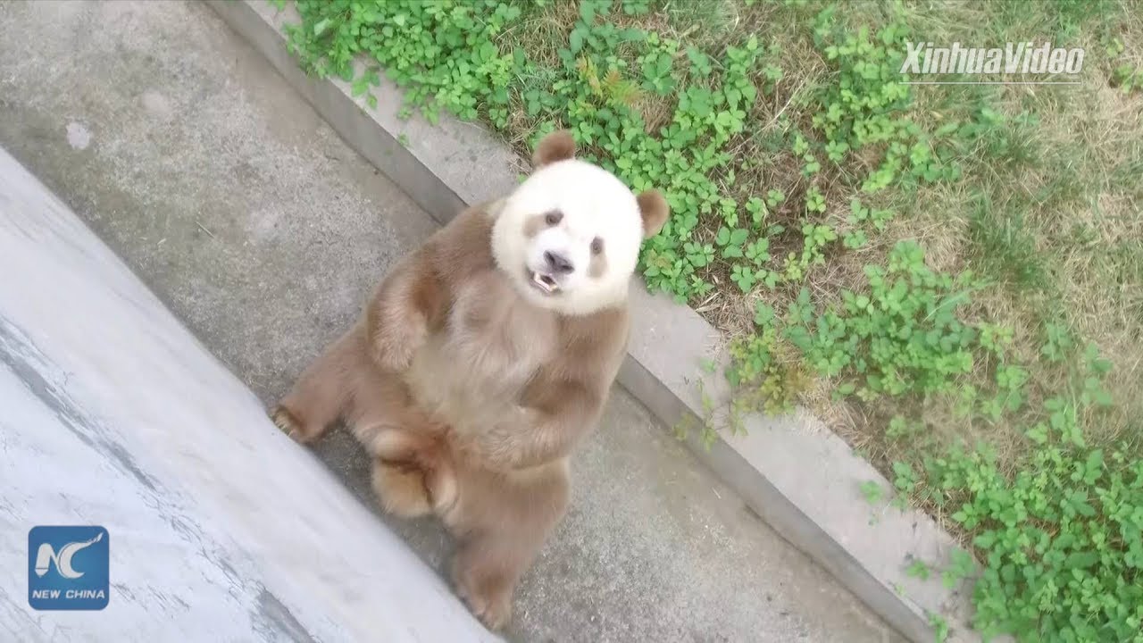From abandoned cub to expectant father: world's only brown and white panda enjoys life
