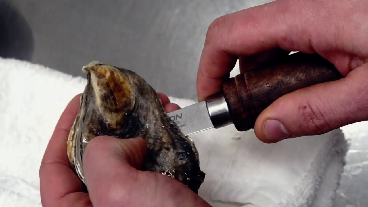 How To Open An Oyster Safely