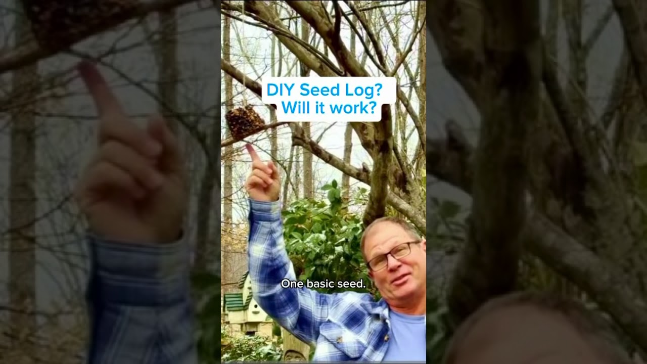 Will Sunflowers Win?