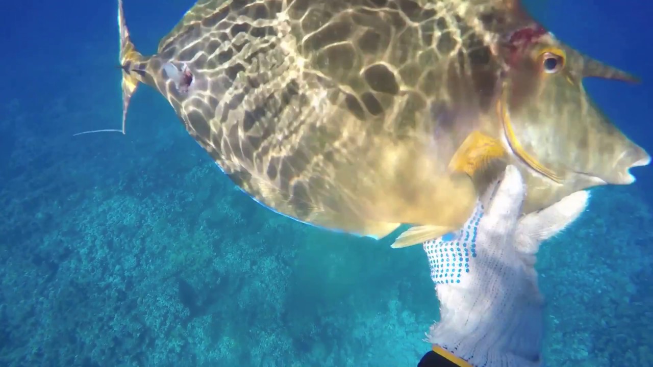 Spearfishing Fiji II