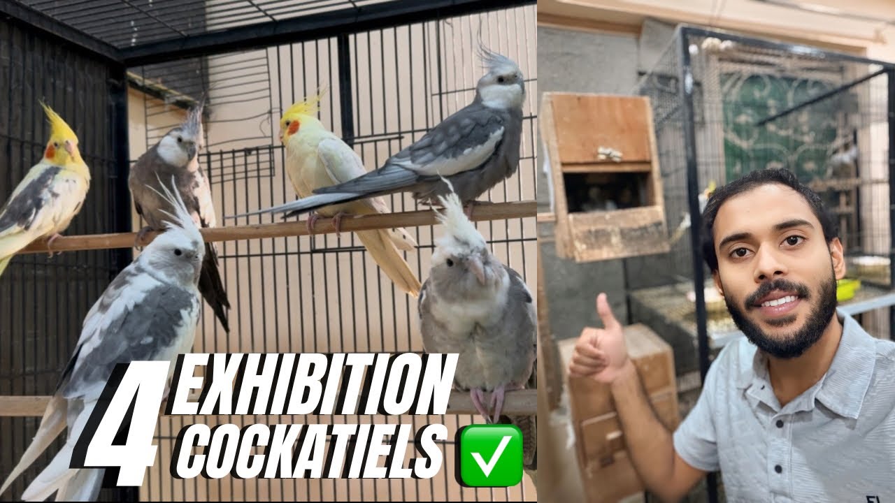Once Again I have Offered Four Exhibition Cockatiels ❤️! 