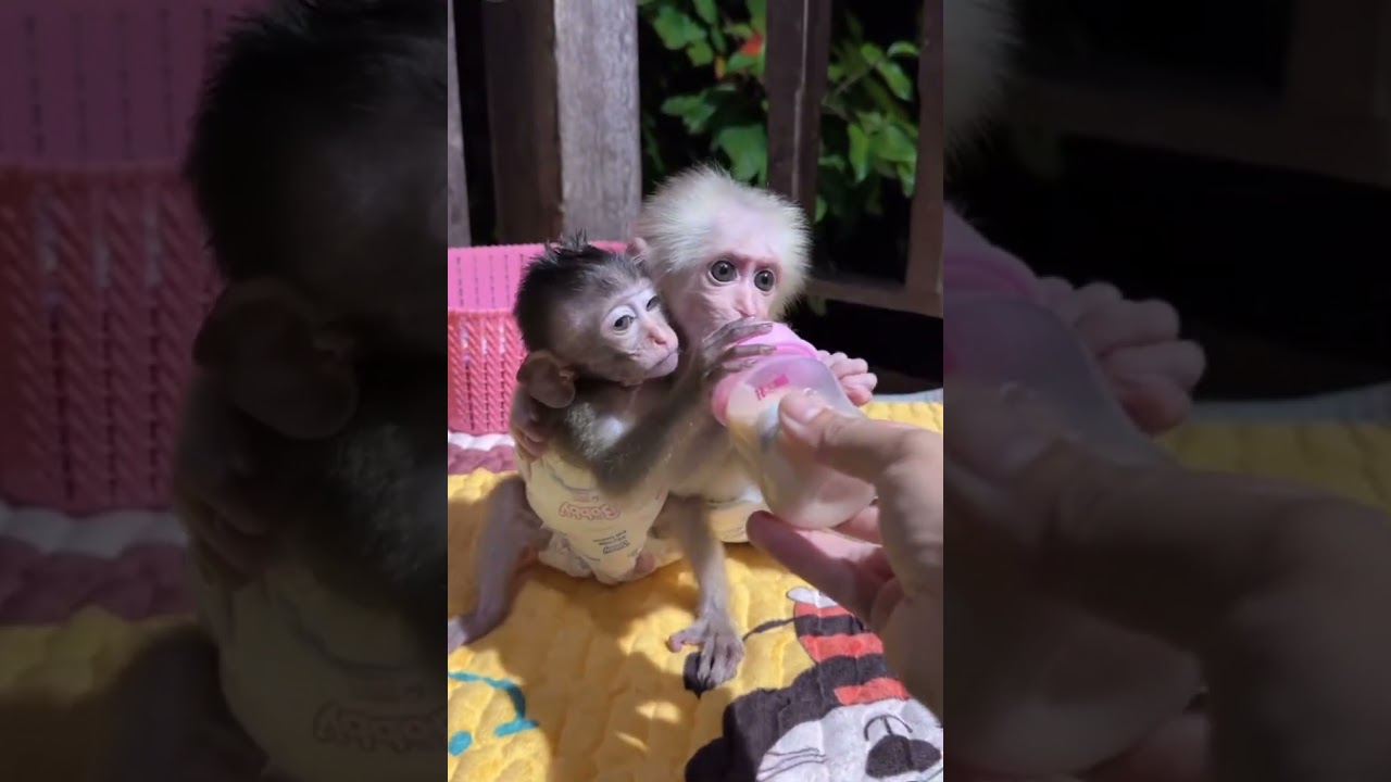 little monkey life🐒