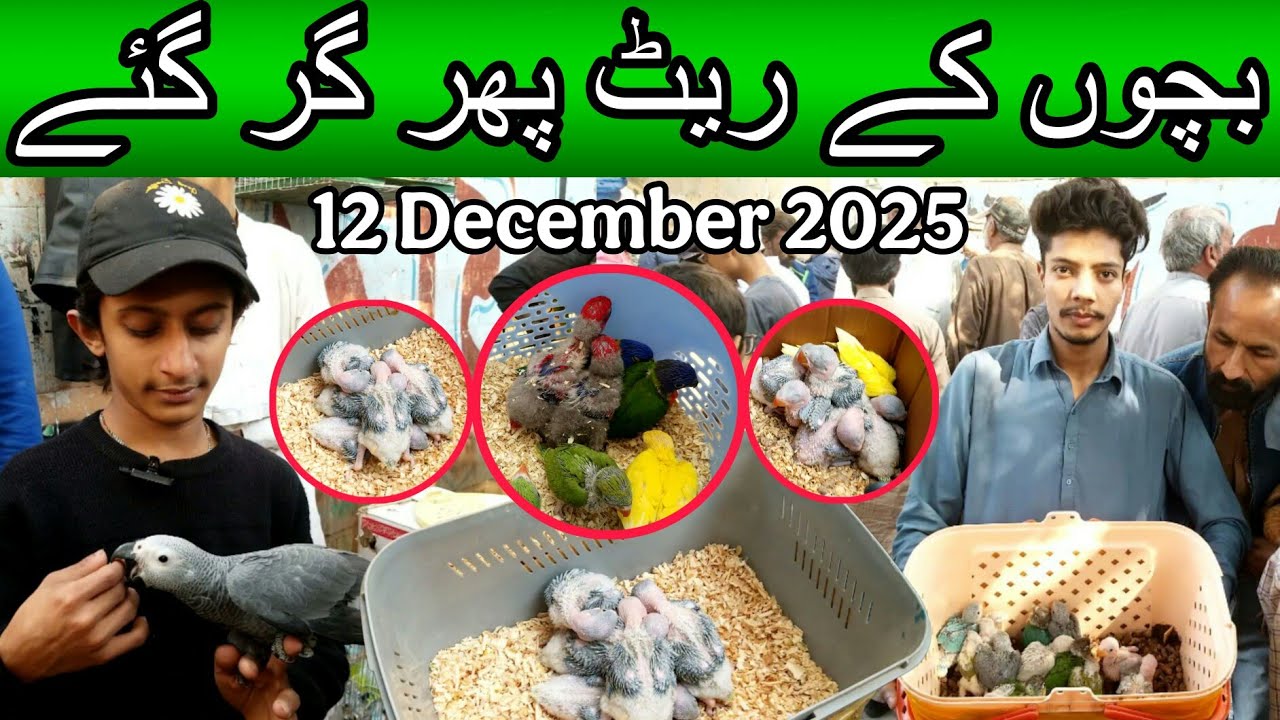 Lalukhet exotic birds market January 12, 2025 | Cheapest price parrot market in karachi pakistan