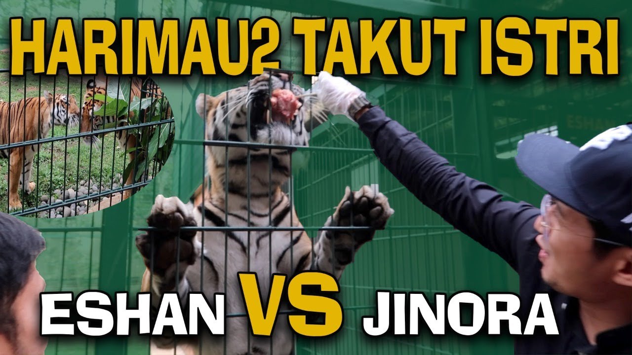 HARIMAU2 TAKUT ISTRI || ESHAN & JINORA (Main Kerumah Alshad Ahmad)