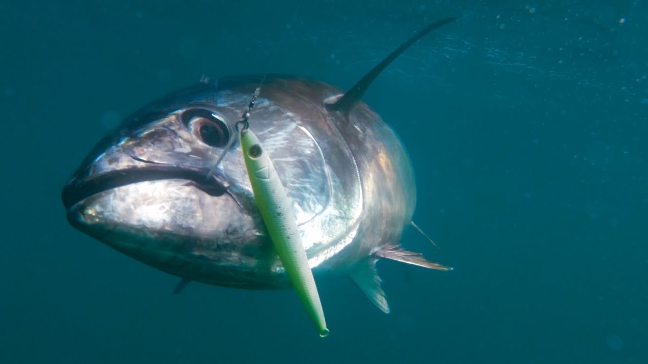 Как ловить на глубокую джиговую приманку | Голубой тунец #hogylures #fishing #fishinggear