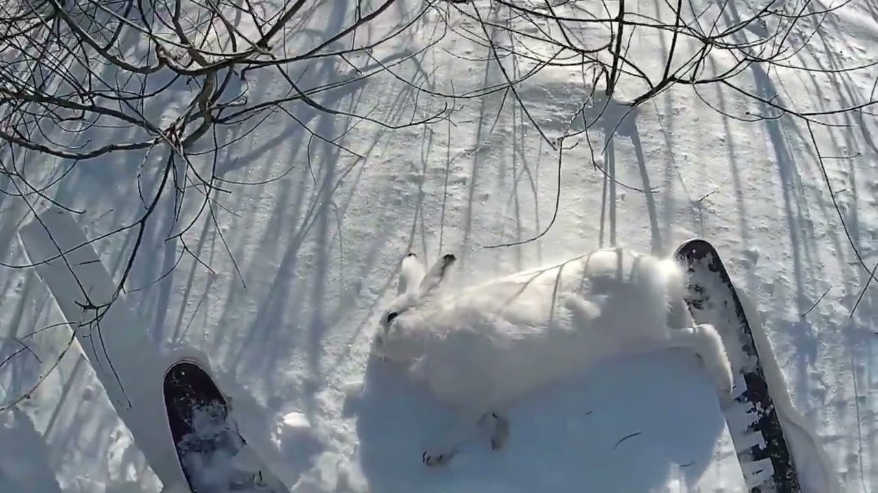 Закрытие охоты на зайца. добыл 2 трофея