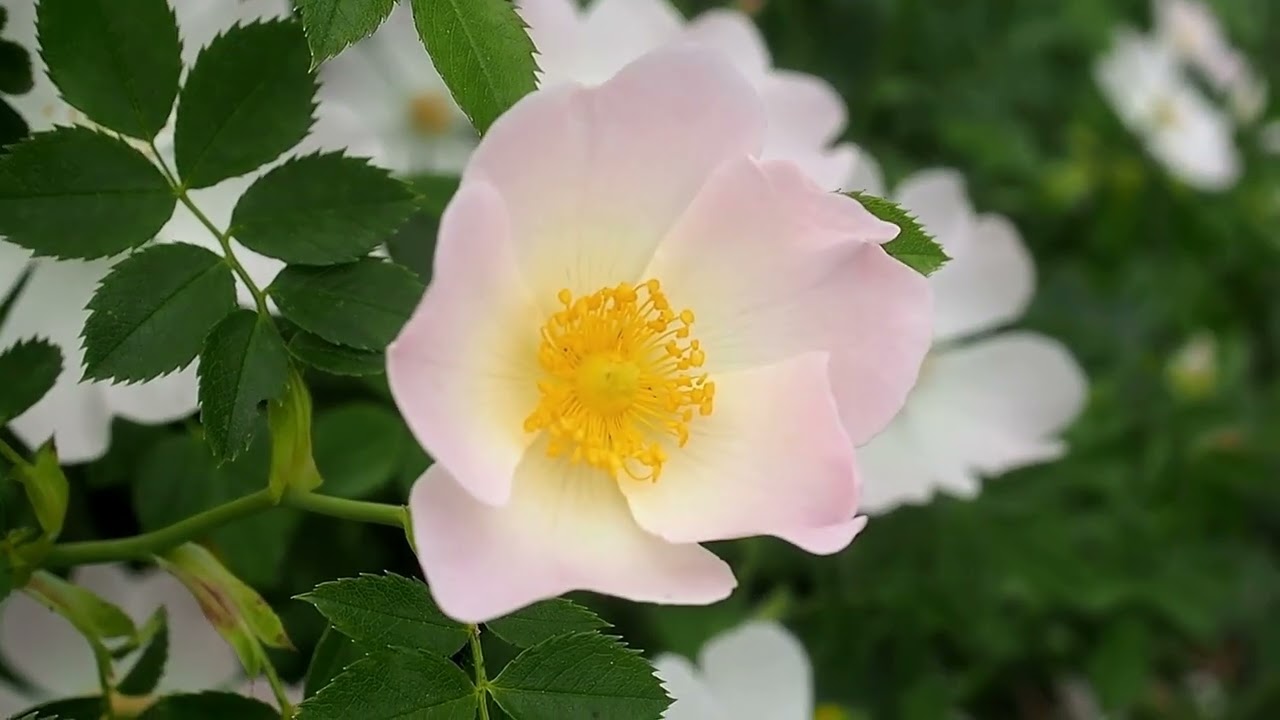 The wild rose or dog rose and its fruits, the rosehips (itchy bum)