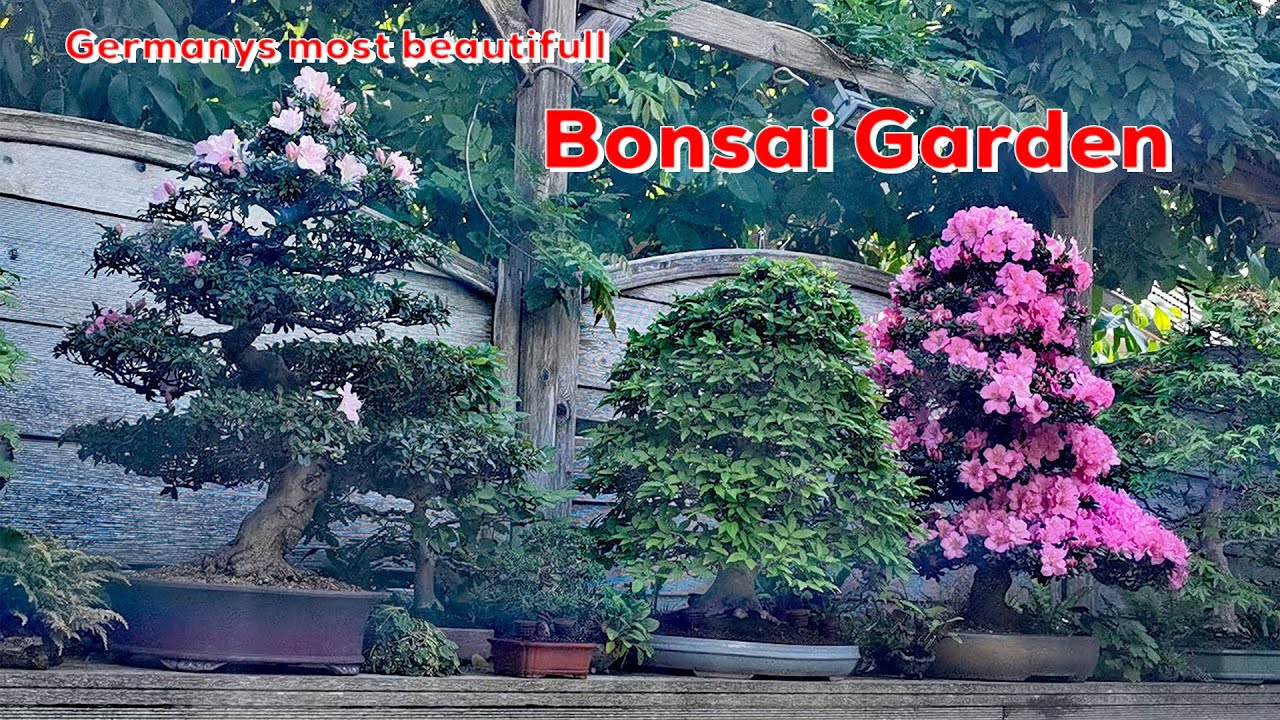 BonsaiKunstHamburg: Bonsai Garten Maeter mit Interview