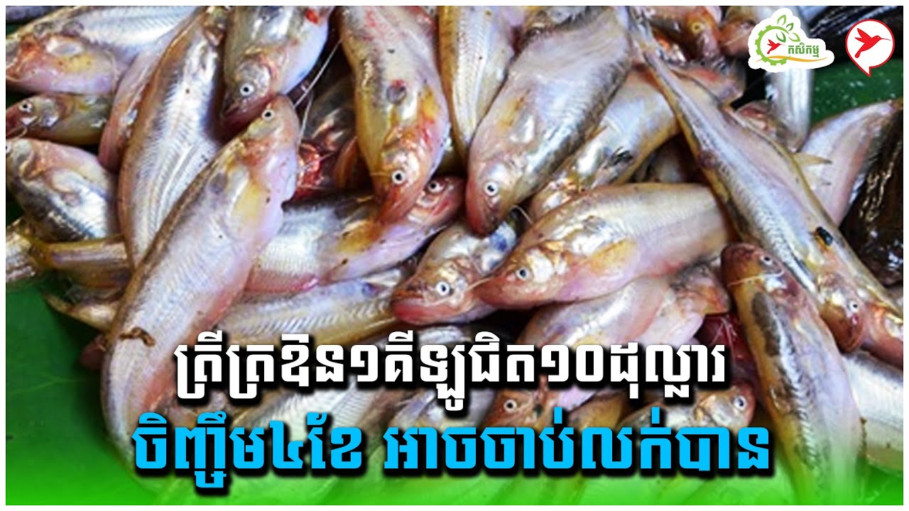 ត្រីត្រឱន១គីឡូជិត១០ដុល្លារ ចិញ្ចឹម៤ខែ អាចចាប់លក់បាន | កម្មវិធីកសិកម្ម