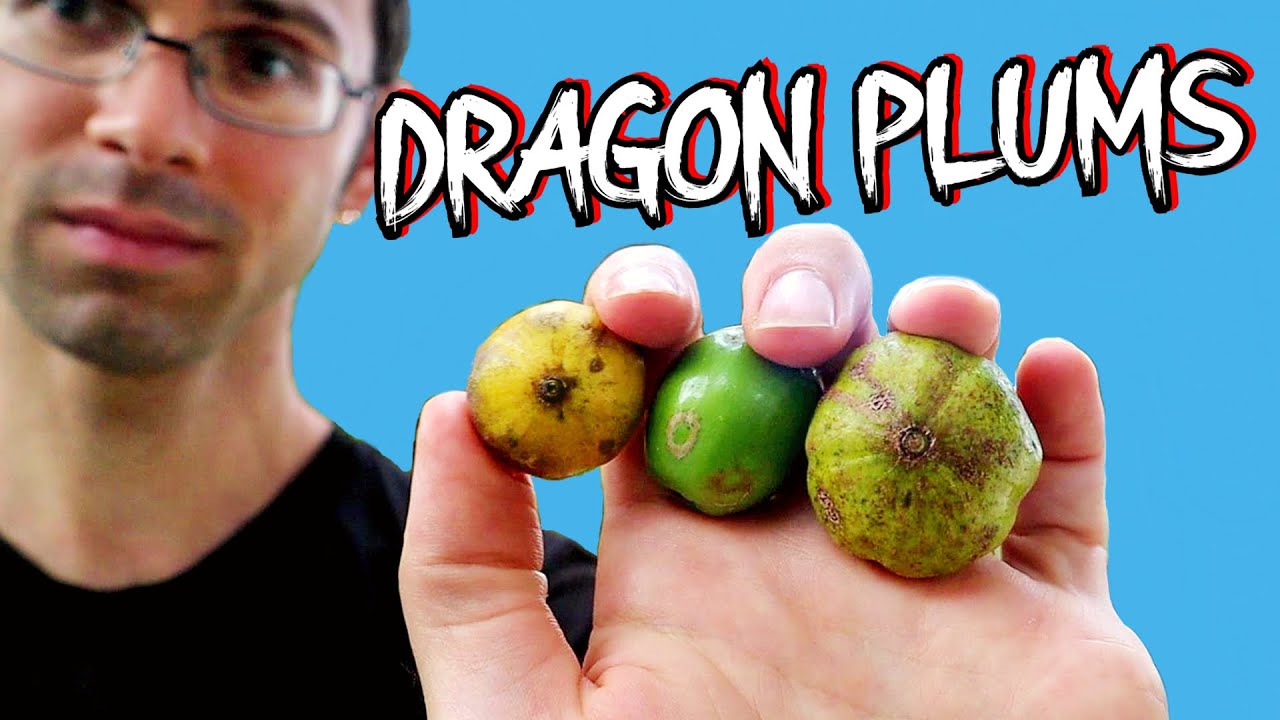 DRAGONPLUMS - We tried 4 kinds of this very rare fruit (Dracontomelon)