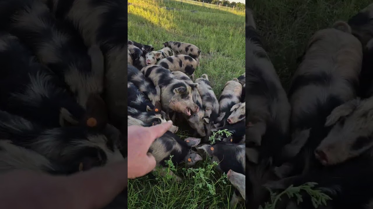 Lizawki solne dla świń ? Szkodzą czy są potrzebne ?