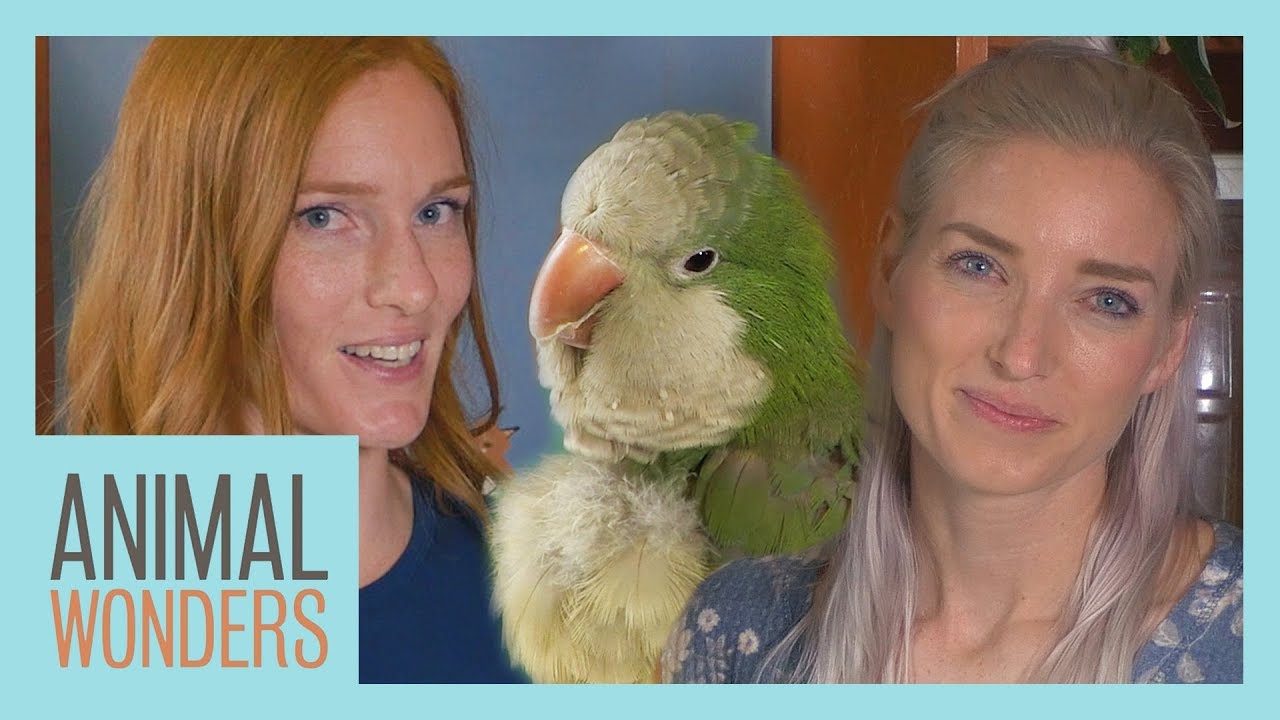 Chopsticks The Quaker Parrot при участии BirdTricks!
